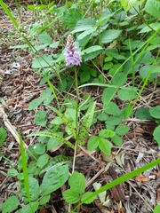 Dactylorhiza maculata