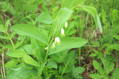 Polygonatum humile