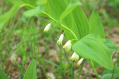Polygonatum humile