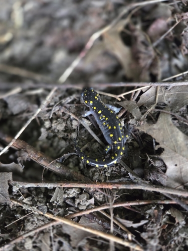 Spotted Salamander