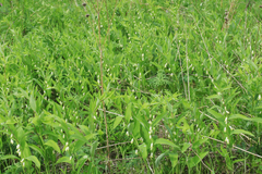 Polygonatum humile