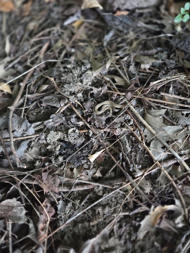 DeKay's Brownsnake