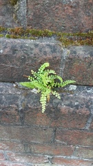 Asplenium viride image