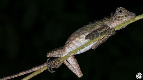 Borneo Forest Dragon