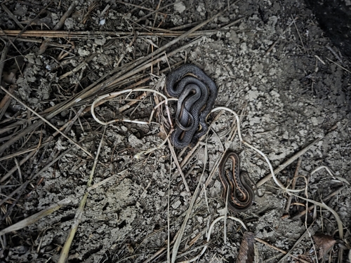 Common Garter Snake