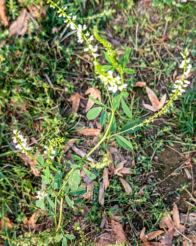 White Sweetclover