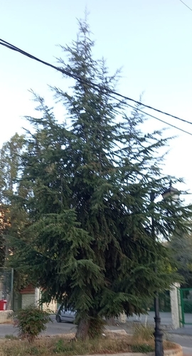 Lebanon cedar