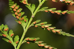 Asplenium gracillimum