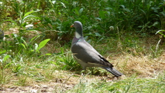 Columba palumbus