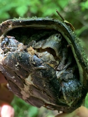 Kinosternon subrubrum