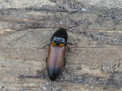 Ampedus balteatus