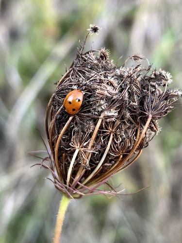 Seven-spotted Lady Beetle