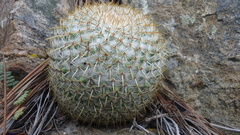 Mammillaria flavicentra