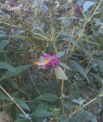 Eurasian Hummingbird Hawkmoth