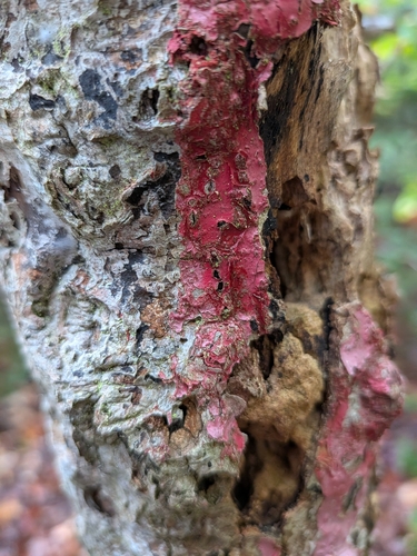 pink polypore mould