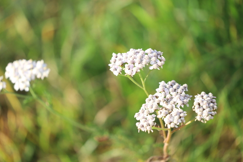 common yarrow
