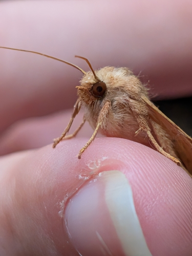 Bicolored Sallow
