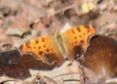 Polygonia comma