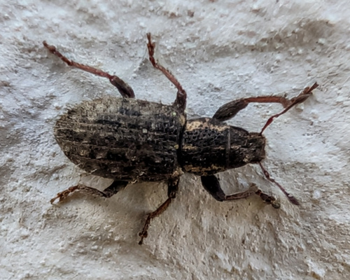 Clover Weevil