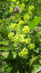 Alchemilla subcrenata