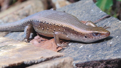 Many-Lined Sun Skink photo 5
