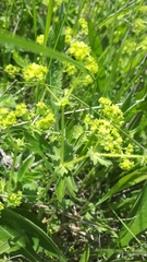 Alchemilla subcrenata