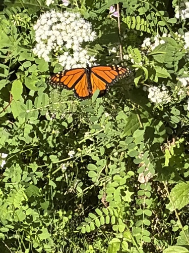 Monarch