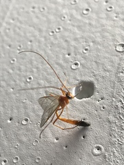 Enicospilus ramidulus