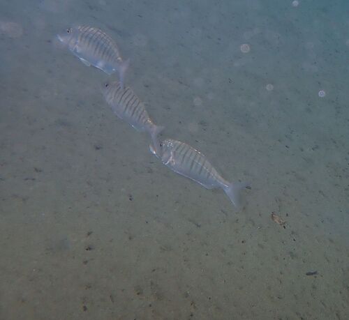 Striped Seabream
