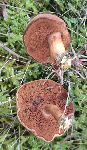 Peppery Bolete