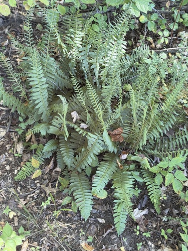 Christmas fern