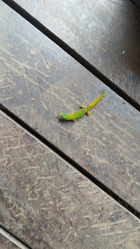 Phelsuma laticauda observed 2026-10-01