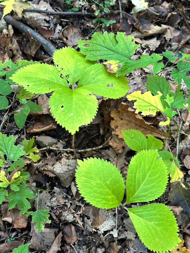 Chloranthus japonicus observed 2026-10-01