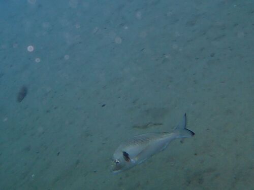 Gilthead Seabream