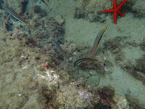 Mediterranean Rainbow Wrasse