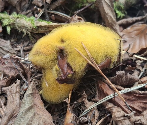 Golden Jack Mold