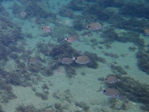 White Sea Bream