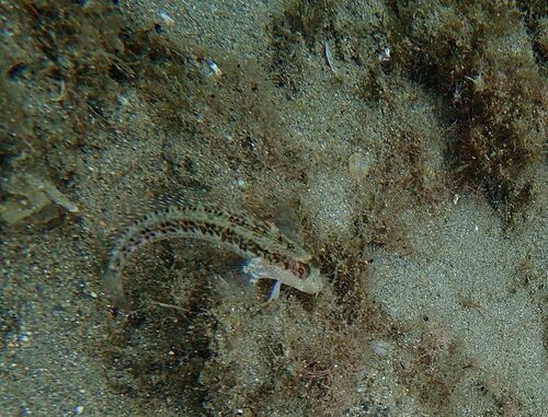 Ringneck Blenny