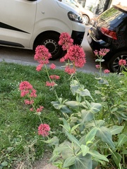 Centranthus ruber