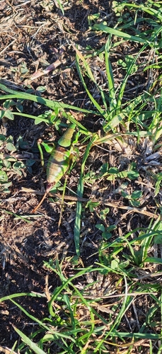 Schmidt's Marbled Bush-cricket