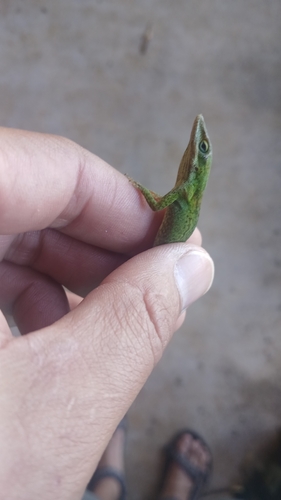 Anolis carolinensis observed 2026-10-06