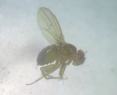 Common Fruit Fly