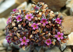 Androsace ochotensis