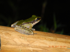 Odorrana hosii