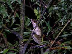 Odorrana hosii