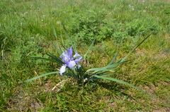 Iris lactea biglumis
