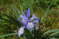 Iris lactea biglumis
