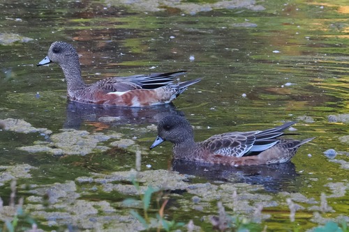 American Wigeon