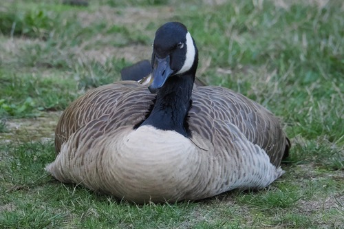 Canada Goose
