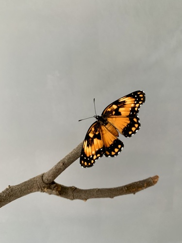 Bordered Patch